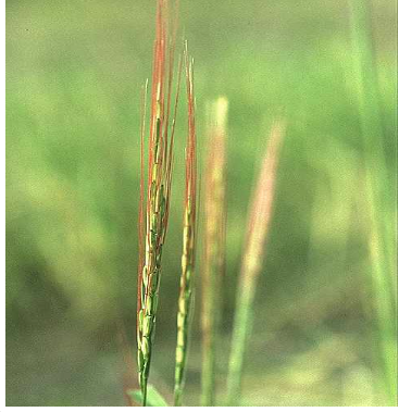 Growth and Developmental Dynamics in Rice