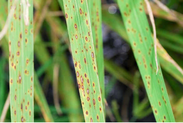 Research on disease resistance in rice